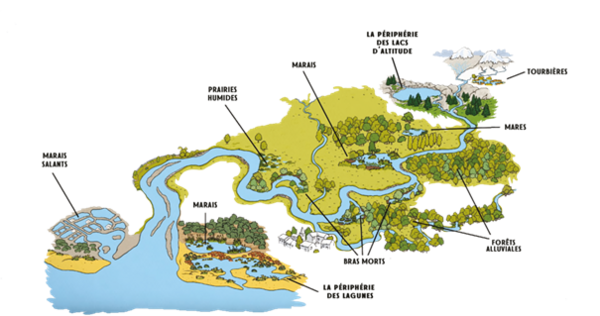 Schéma des différentes zones humides : tourbières, périphérie des lacs d'altitude, mares, marais, prairies humides, forêts alluviales, bras morts, périphérie des lagunes, marais salants